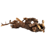 Huile de Cypriol ou Nagarmotha